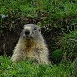 La marmotta (Marmota marmota) del Lago Miserin - Foto di Gian Mario Navillod.