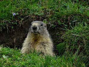 La marmotta (Marmota marmota) del Lago Miserin - Foto di Gian Mario Navillod.